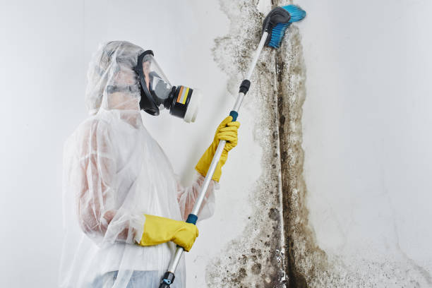 Best Attic Mold Removal  in Renton, WA